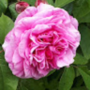 Meet your Posher, Rachel t.